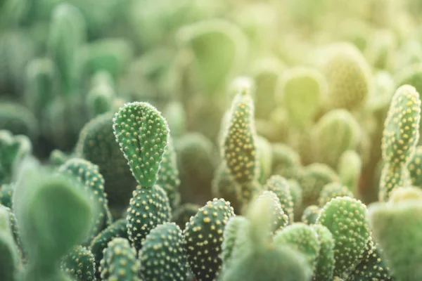 Enfoque selectivo muchos tipos de cactus en invernadero . —  Fotos de Stock