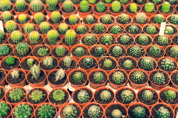 Foco seletivo muitos tipo de cacto em casa verde . — Fotografia de Stock