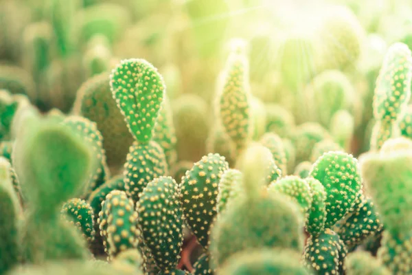 Enfoque selectivo muchos tipos de cactus en invernadero . —  Fotos de Stock