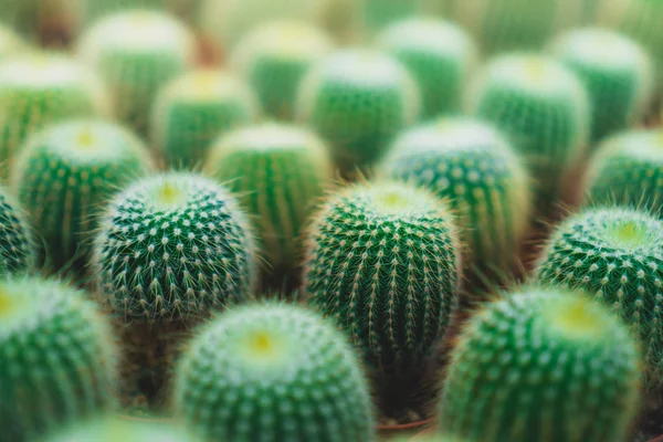 Enfoque selectivo muchos tipos de cactus en invernadero . —  Fotos de Stock