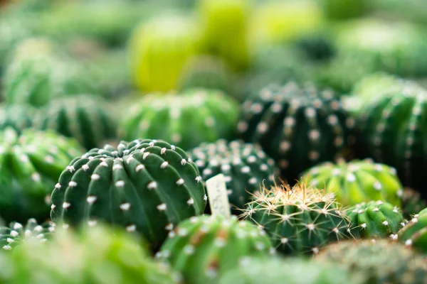 Enfoque selectivo muchos tipos de cactus en invernadero . —  Fotos de Stock