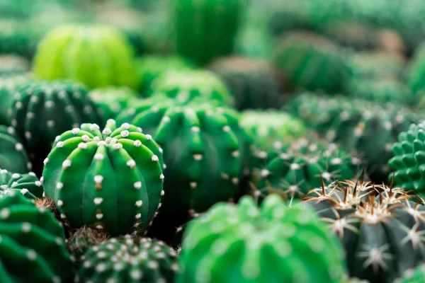 Enfoque selectivo muchos tipos de cactus en invernadero . —  Fotos de Stock