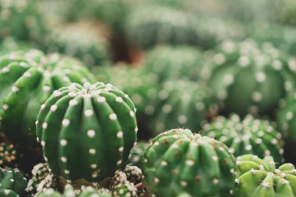 Enfoque selectivo muchos tipos de cactus en invernadero . —  Fotos de Stock