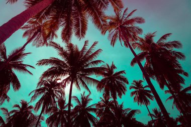 Siluet Hindistan cevizi hurma ağaçları ile günbatımı ve flare gökyüzü arka plan.