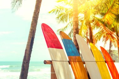 Yaz plajında hindistan cevizi ağaçlarının yanında sörf tahtaları var. Güneş ışığı ve mavi gökyüzü arka planı var..