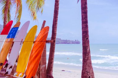 Yaz plajında hindistan cevizi ağaçlarının yanında sörf tahtaları var. Güneş ışığı ve mavi gökyüzü arka planı var..