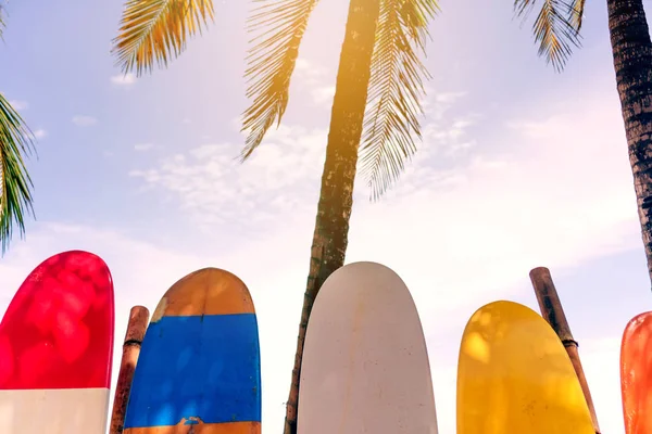 Molte tavole da surf accanto agli alberi di cocco sulla spiaggia estiva con luce del sole e sfondo cielo blu. — Foto Stock