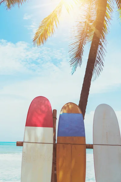 Muchas tablas de surf junto a cocoteros en la playa de verano con luz solar y fondo azul cielo. —  Fotos de Stock