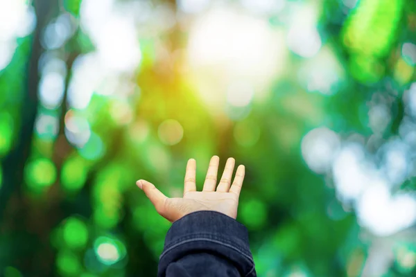 Las manos del hombre se acercan a la naturaleza verde del bosque bokeh como rezar y pedir algo . —  Fotos de Stock