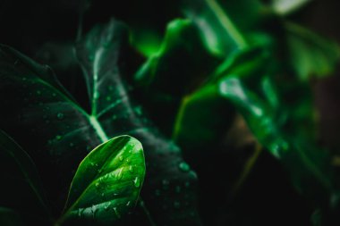 Yaprak yeşil arka plan bulanıklık kapalı.