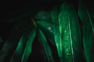 Yaprak yeşil arka plan bulanıklık kapalı.