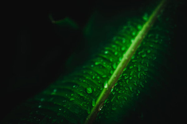 Размытый зеленый фон листьев
.