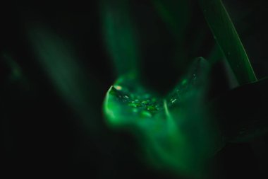 Yaprak yeşil arka plan bulanıklık kapalı.