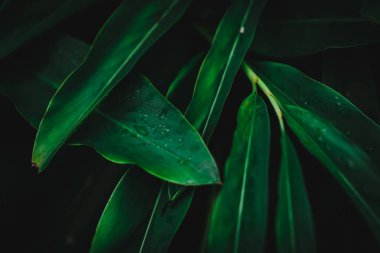 Yaprak yeşil arka plan bulanıklık kapalı.