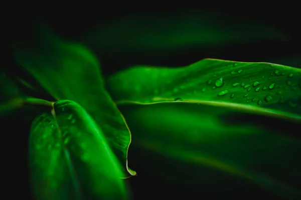 Borrão fechado até fundo folha verde . — Fotografia de Stock
