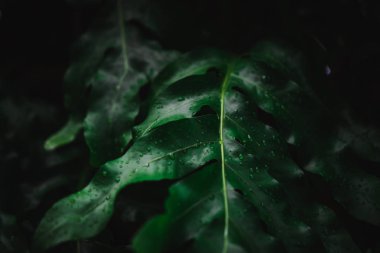 Yaprak yeşil arka plan bulanıklık kapalı.