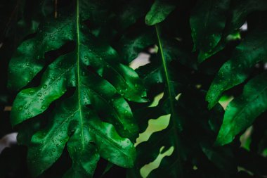 Yaprak yeşil arka plan bulanıklık kapalı.