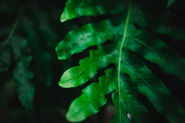 Gesloten van groene blad achtergrond vervagen. — Stockfoto