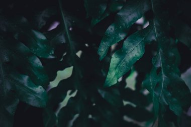 Yaprak yeşil arka plan bulanıklık kapalı.