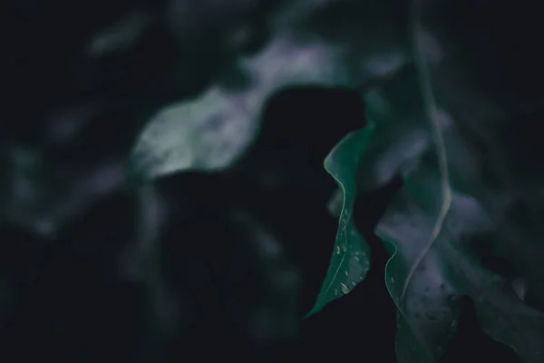 Gesloten van groene blad achtergrond vervagen. — Stockfoto