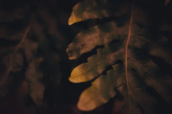 녹색 잎 배경 흐림 폐쇄. — 스톡 사진