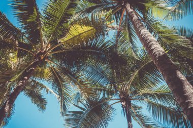 tropikal palmiye yaprağı ile bokeh mavi gökyüzü ve güneş açık renkli.