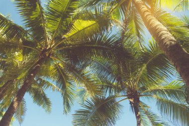 tropikal palmiye yaprağı ile bokeh mavi gökyüzü ve güneş açık renkli.
