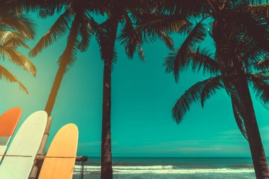 Yaz plajında hindistan cevizi ağaçlarının yanında sörf tahtaları var. Güneş ışığı ve mavi gökyüzü arka planı var..