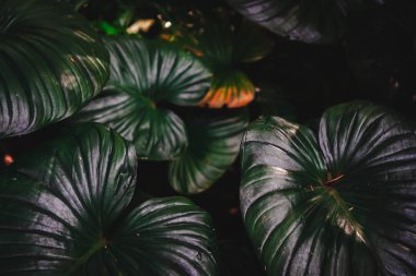 Yaprak yeşil arka plan bulanıklık kapalı.