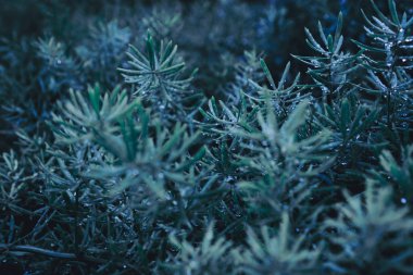 Yaprak yeşil arka plan bulanıklık kapalı.