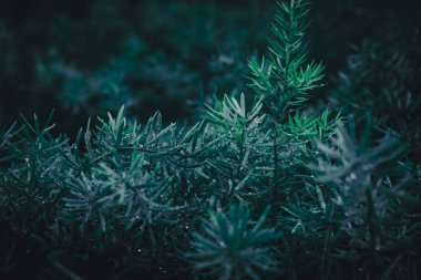 Yaprak yeşil arka plan bulanıklık kapalı.