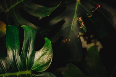 Yaprak yeşil arka plan bulanıklık kapalı.