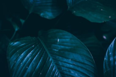 Yaprak yeşil arka plan bulanıklık kapalı.