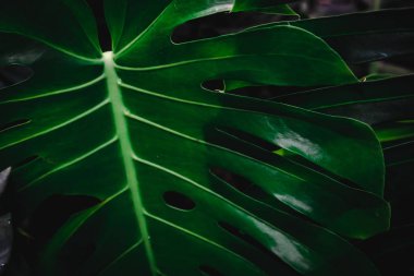 Yaprak yeşil arka plan bulanıklık kapalı.