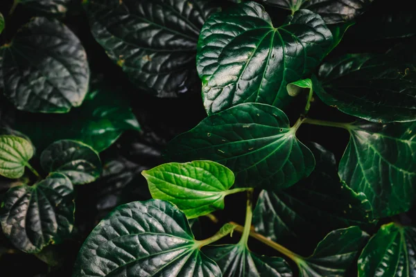 Gesloten van groene blad achtergrond vervagen. — Stockfoto