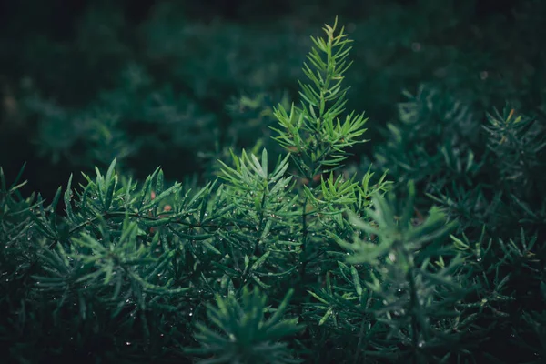 Selective focus closed up tropical winter leaf christmas theme winter tone. — Stock Photo, Image