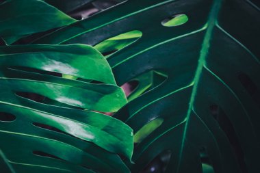 Yaprak yeşil arka plan bulanıklık kapalı.