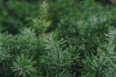 Yaprak yeşil arka plan bulanıklık kapalı.