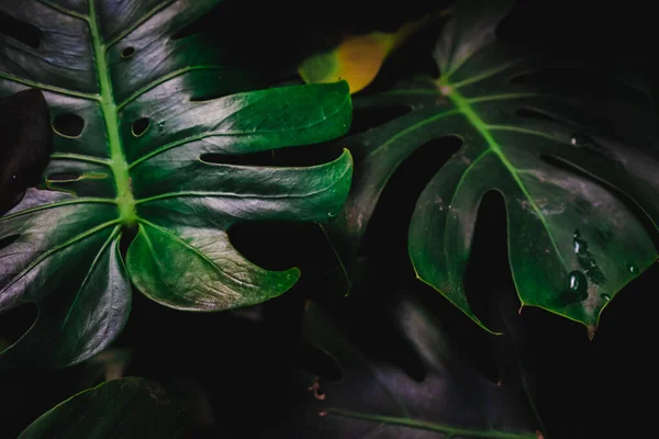 Borrão fechado até fundo folha verde . — Fotografia de Stock