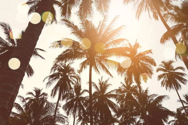 Тропические Пальмы Кокосовые Пальмы Закате Небо Вспышки Bokeh Природа Красочные — стоковое фото