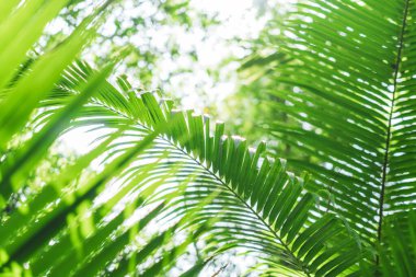 Seçici odak, güneş ışığıyla tropikal yaz yeşil yaprak arka planını kapattı.