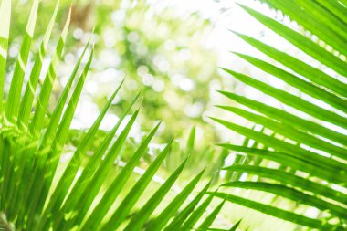 Seçici odak, güneş ışığıyla tropikal yaz yeşil yaprak arka planını kapattı.