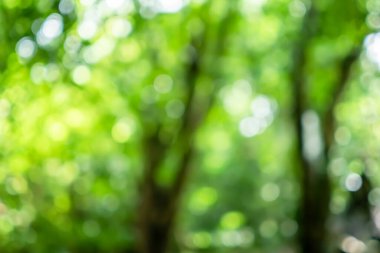 Yeşil doğa ormanı. Güneş ışığı soyut arka planda kalan tropikal ağaçlar..