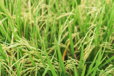 Yeşil doğayla özdeşleşmiş pirinç tarlasından taze pirinç..