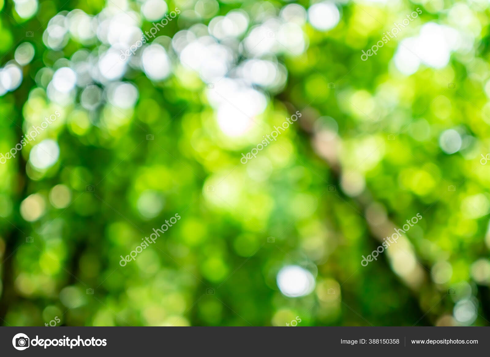 Hutan Hijau Hutan Tropis Kayu Dengan Sinar Matahari Bokeh Abstrak Stok Foto C Antstang Yahoo Com 388150358