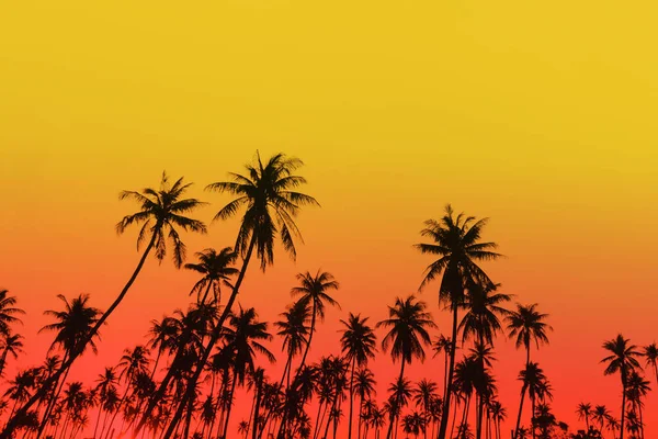 Palme Tropicali Cocco Sul Tramonto Cielo Bagliore Bokeh Sfondo Natura — Foto Stock