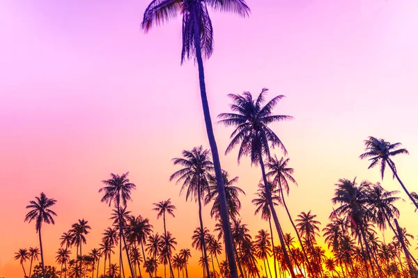 Palme Tropicali Cocco Sul Tramonto Cielo Bagliore Bokeh Sfondo Natura — Foto Stock