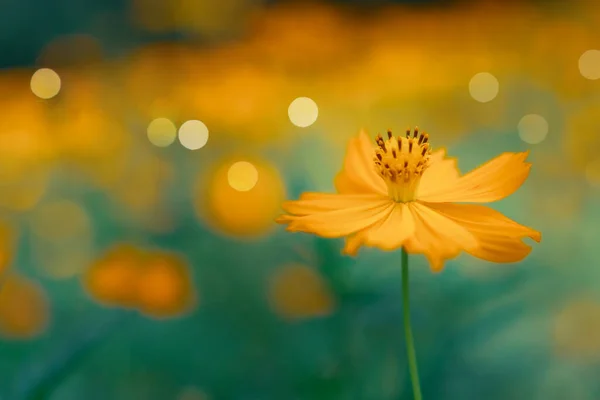 Selektivní Zaměření Krásné Barevné Květy Letní Bokeh Pozadí Vintage Barevný — Stock fotografie