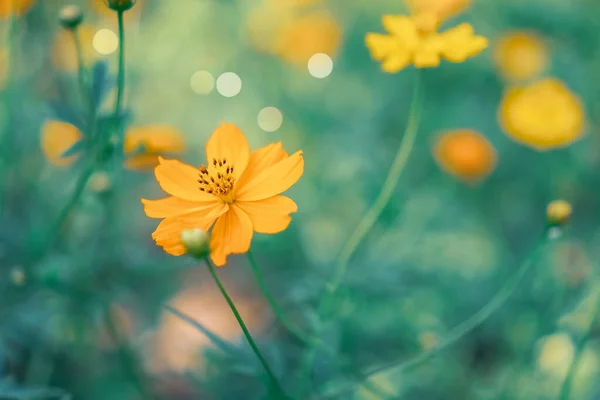 Selektywny Ostrość Piękne Kolorowe Kwiaty Letnim Bokeh Tła Vintage Stylu — Zdjęcie stockowe