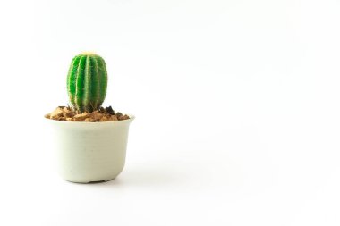 Beyaz arkaplanda kopyalama alanı olan küçük şirin bitki biçimi.